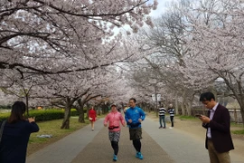 Lối đi vào lâu đài Osaka có khoảng 300 cây hoa anh đào được trồng, chủ yếu là giống Yoshino. (Ảnh: Thúy Hà/Vietnam+)