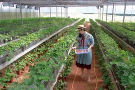 Trồng dâu theo công nghệ Nhật Bản. (Ảnh: Đặng Tuấn/TTXVN)