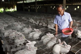 Chăn nuôi thỏ công nghệ cao tại Yên Bái để cung cấp nguyên liệu cho Nhà máy công nghệ sinh học chế dược phẩm từ thỏ tại Quế Võ, Bắc Ninh. (Ảnh: Thế Duyệt/TTXVN)