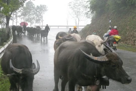 Người dân vùng núi lùa trâu bò xuống vùng thấp để tránh rét. (Ảnh: Bùi Thanh Hải/TTXVN)