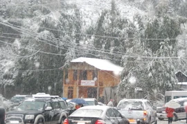 Mưa tuyết gây nhiều thiệt hại về hoa màu tại Sa Pa