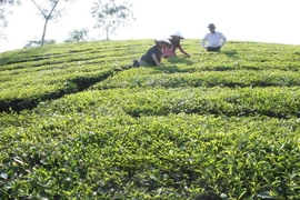 Lào Cai có 1.000ha chè đầu tiên đạt chuẩn VietGAP