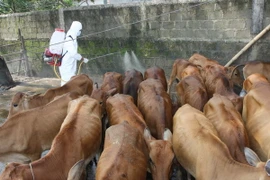 Phun thuốc tiêu độc khử trùng tại chuồng trại gia súc. (Ảnh: Hồ Cầu/TTXVN)
