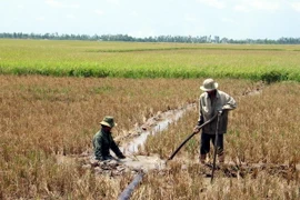 (Ảnh minh họa: Trung Hiếu/TTXVN)
