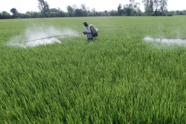 Lúa Hè Thu đầu vụ được thương lái đặt cọc mua hết sản lượng