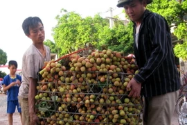 Người dân mang vải đến các điểm thu mua. (Ảnh: Dương Trí/TTXVN)