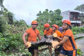 Cây cối gãy đổ do bão Trami tại tỉnh Albay, Philippines. (Ảnh: THX/TTXVN)