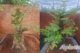 Cây cảnh bị mất cắp. (Nguồn: Báo Ấp Bắc)