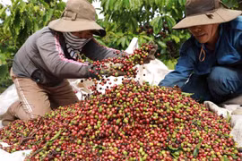 Thu hoạch càphê ở tỉnh Đắk Nông. (Ảnh: Vũ Sinh/TTXVN)