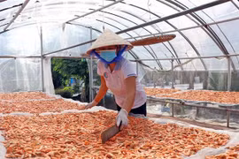Tôm khô Cà Mau được phơi theo kiểu truyền thống là “1 sương 2 nắng” (phơi 2 ngày và 1 đêm), đây được xem là bí quyết để con tôm khô giữ được độ tươi ngon. (Ảnh: Huỳnh Anh/TTXVN)