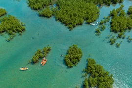 Rừng ngập mặn Đầm Bấy, vịnh Nha Trang (tỉnh Khánh Hòa) nhìn từ trên cao. (Ảnh: Phan Sáu/TTXVN)