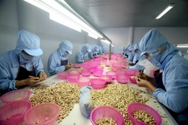 Chế biến hạt điều xuất khẩu. (Ảnh: Vũ Sinh/TTXVN)