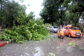 [Photo] Nghệ An: Bão số 2 đốn ngã nhiều cây xanh, giao thông hỗn loạn