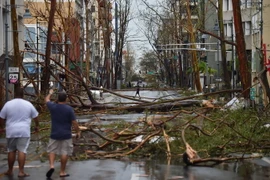 Cây cối bị quật đổ sau bão Maria tại San Juan, Puerto Rico ngày 20/9. (Nguồn: AFP/TTXVN)