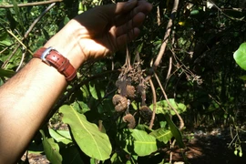 Trái điều non bị khô héo. (Ảnh minh họa. K GửiH/TTXVN)