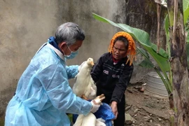 Chuẩn bị đua gia cầm đi tiêu hủy. (Ảnh minh họa. Công Tường/TTXVN)