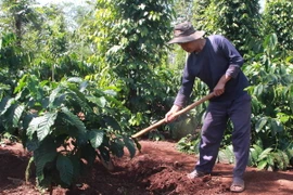 Nông dân chăm sóc cây cà phê. (Ảnh: Phạm Cường/TTXVN)
