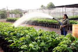 Chăm sóc cây giống càphê. (Ảnh: Trần Tuấn/TTXVN)
