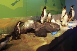 Đến đảo Phillip chứng kiến cuộc diễu hành của binh đoàn tí hon 