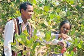 (Ảnh minh họa. Kim Phương/TTXVN)