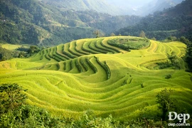 [Photo] Ruộng bậc thang Hoàng Su Phì nhuộm màu vàng óng của nắng 