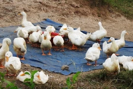 (Ảnh: Thanh Tân/TTXVN)