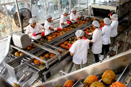 Chế biến dứa xuất khẩu tại Công ty Cổ phần Thực phẩm xuất khẩu Đồng Giao, tỉnh Ninh Bình. (Ảnh: Huy Hùng/TTXVN)