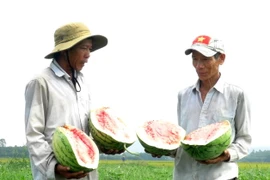 Dưa hấu của người dân xã Tịnh Hiệp, huyện Sơn Tịnh đến thời kỳ cho thu hoạch nhưng thương lái không thu mua nên phải để lại ngoài đồng ruộng. (Ảnh: Phước Ngọc/TTXVN)