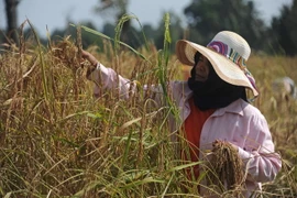 Cánh đồng lúa ở tỉnh Narathiwat, miền nam Thái Lan. (Nguồn: AFP/TTXVN)