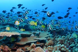 Ảnh minh họa. (Nguồn: Washington Post/TTXVN)