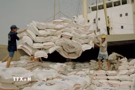 Xuất khẩu gạo: Đã đến lúc Việt Nam cạnh tranh bằng giống lúa chất lượng cao