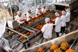 Chế biến dứa xuất khẩu tại Công ty Cổ phần Thực phẩm xuất khẩu Đồng Giao, tỉnh Ninh Bình. (Ảnh: Huy Hùng/TTXVN)