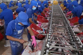 Chế biến cá xuất khẩu. (Ảnh: Vũ Sinh/TTXVN)