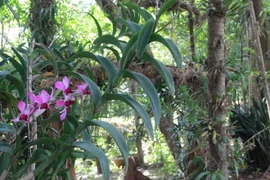 (Ảnh: Phạm Cường/TTXVN)