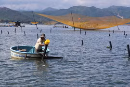 Người dân thị xã Sông Cầu, Phú Yên chăm sóc các lồng nuôi tôm hùm. (Ảnh: Lê Lâm/TTXVN)