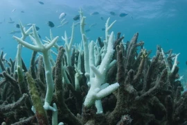 Ảnh minh họa. (Nguồn: EPA/TTXVN)