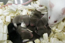 Chuột con sinh ra từ tinh trùng được lưu trữ trên trạm không gian trong 9 tháng. (Nguồn: sciencemag.org)