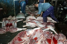 (Ảnh: Vũ Sinh/TTXVN)