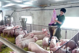 Một gia đình chăn nuôi lớn ở Nghệ An. (Ảnh: Tá Chuyên/TTXVN)