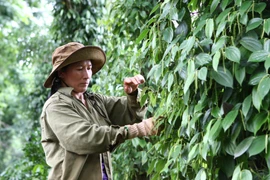 Người dân chăm sóc hồ tiêu. (Ảnh: Dương Giang/TTXVN)