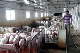 (Ảnh minh họa. Tá Chuyên/TTXVN)