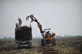 Nông dân thu hoạch mía ở Atencingo, bang Puebla, miền nam Mexico. (Nguồn: AFP/TTXVN)