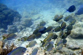 Hệ sinh thái dưới biển ở làng chài Chichiriviche tại Venezuela. (Nguồn: TripAdvisor)