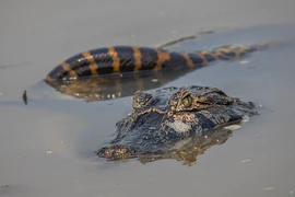 [Video] Trăn Anaconda khổng lồ đại chiến cá sấu dưới đầm lầy