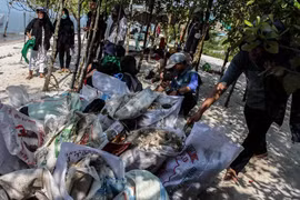 Người dân Indonesia dọn rác thải ở biển. (Nguồn: AFP)