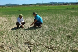 (Ảnh minh họa: Hoàng Ngà/TTXVN)