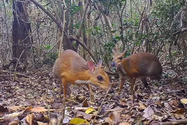 Hươu chuột "tái xuất" tại Việt Nam. (Nguồn: Socialforestry)