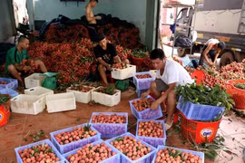 Sơ chế đóng gói vải thiều xuất khẩu tại một cơ sở ở xã Hồng Giang, huyện Lục Ngạn. (Ảnh: Vũ Sinh/TTXVN)