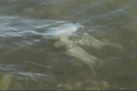 (Nguồn: The Argus)