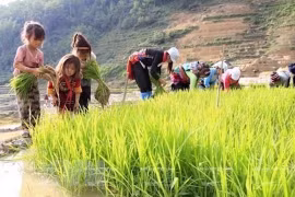(Ảnh minh hoạ: TTXVN)